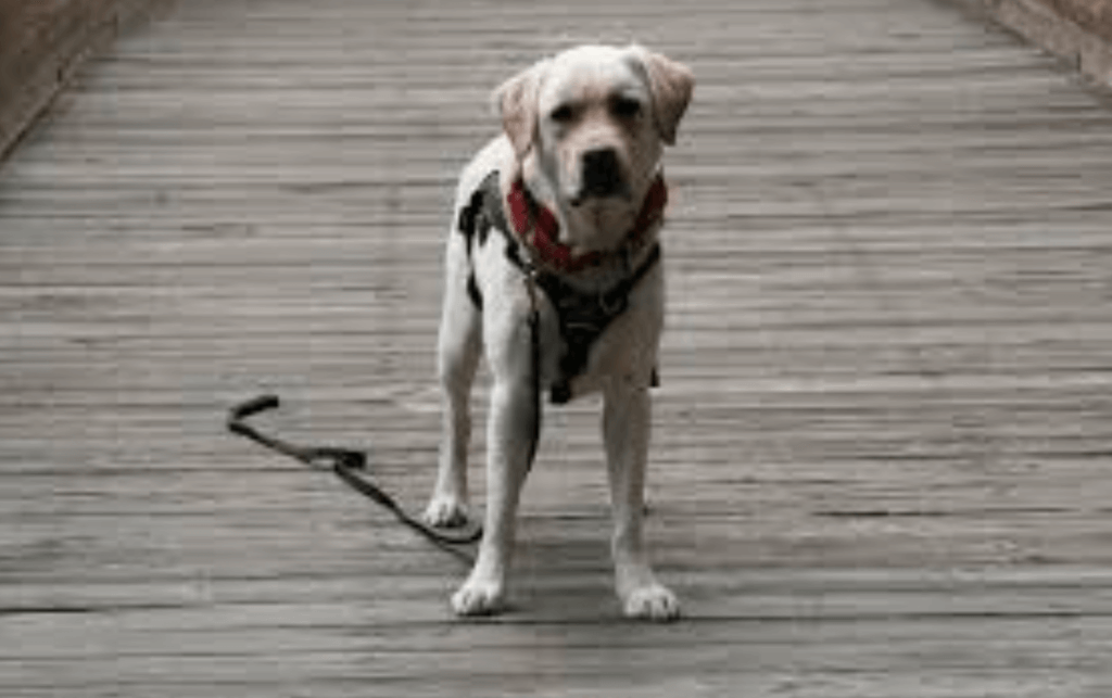 Stepping on our own leash