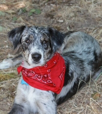 Sydney-Therapy-Dog-Essential-Physical-Therapy-Eugene-OR